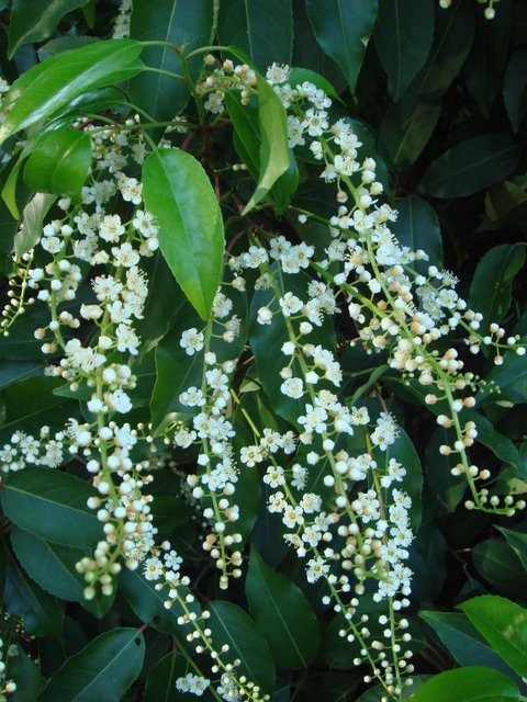 Prunus lusitanica fleur P28